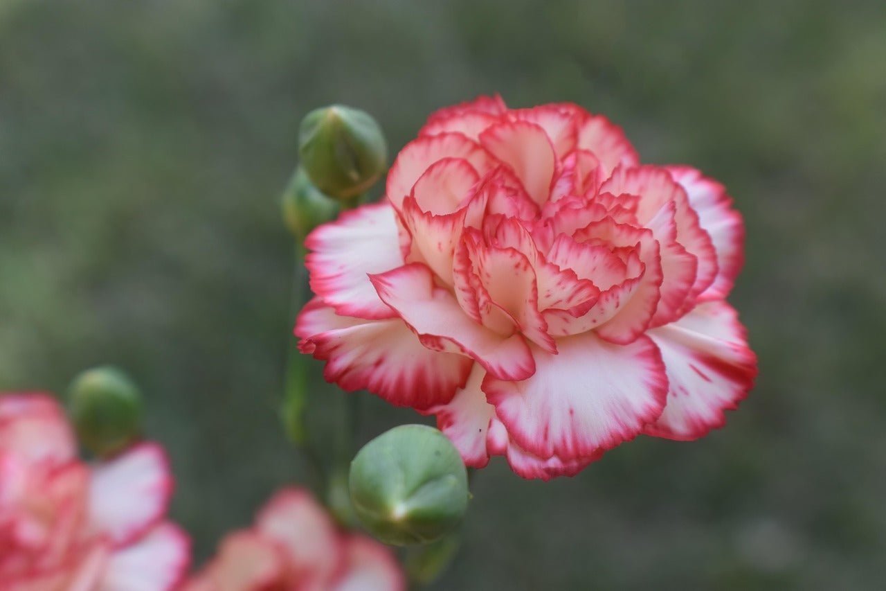 Where to Buy Carnation Flower Bouquets Online