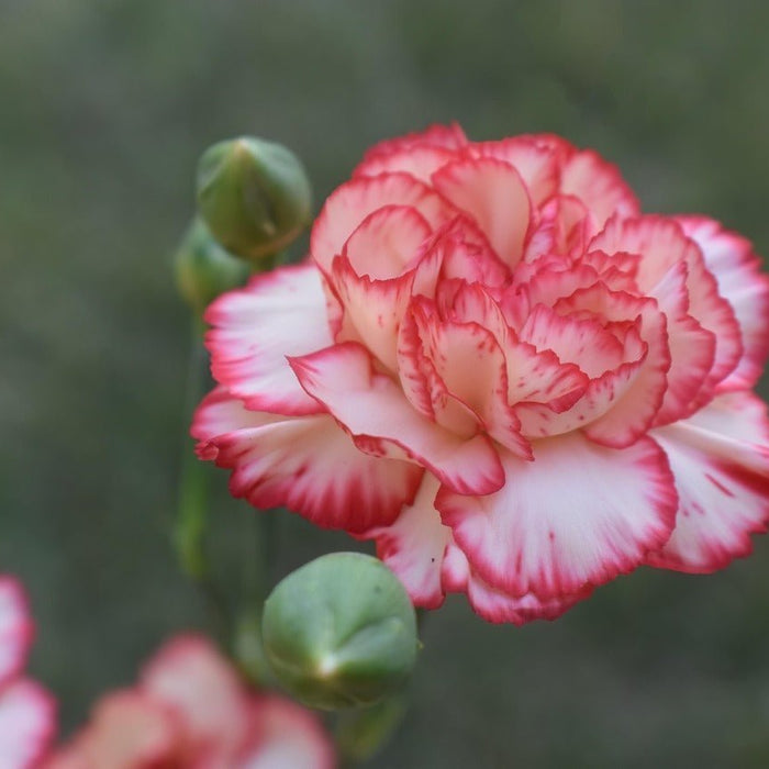 Where to Buy Carnation Flower Bouquets Online
