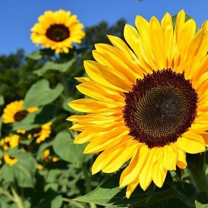 Sunflower Bouquet for Every Occasion, Well Live Florist