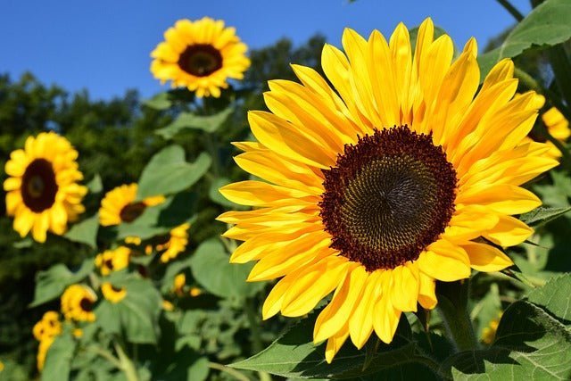 Sunflower Bouquet for Every Occasion, Well Live Florist