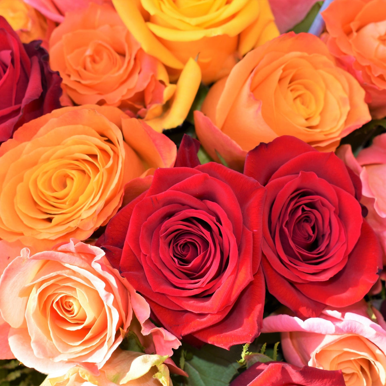 Buy The Best Rose Bouquets Online in Singapore - Well Live Florist