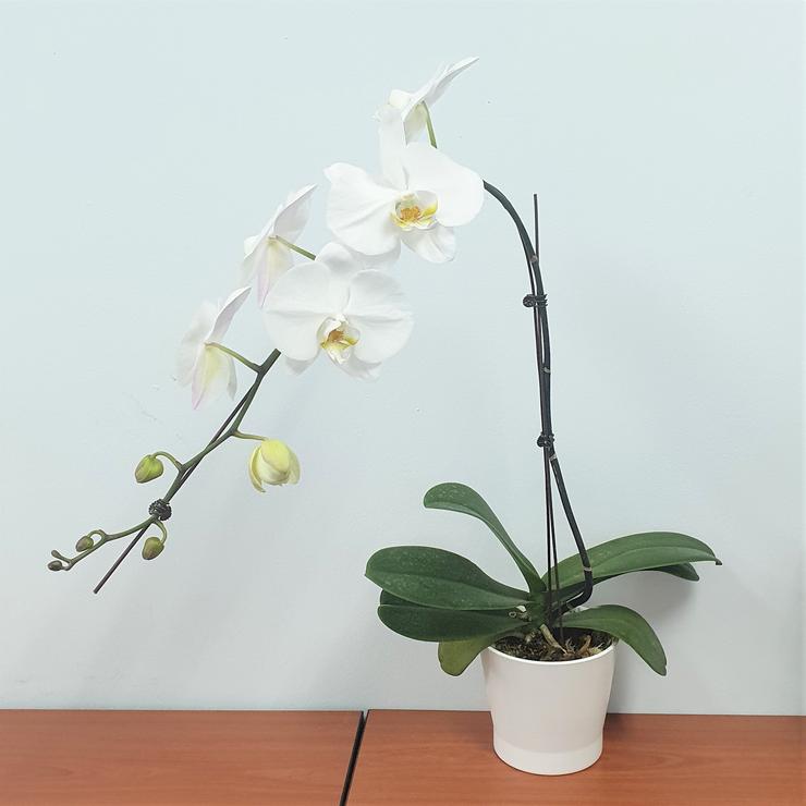  Phalaenopsis orchid plant, phalaenopsis bouquet, flower bouquet, flower delivery Singapore, Florist Singapore, Well Live Florist