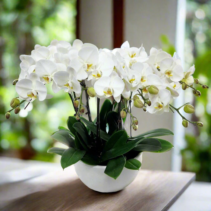 Phalaenopsis Orchid Plant - Flower Delivery Singapore - Well Live Florist