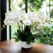 Phalaenopsis Orchid Plant - Flower Delivery Singapore - Well Live Florist