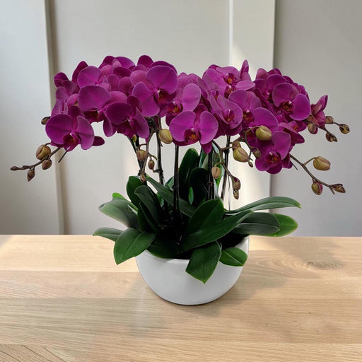 8 Stem Phalaenopsis Orchid Plant - Premium Orchid Gift Singapore