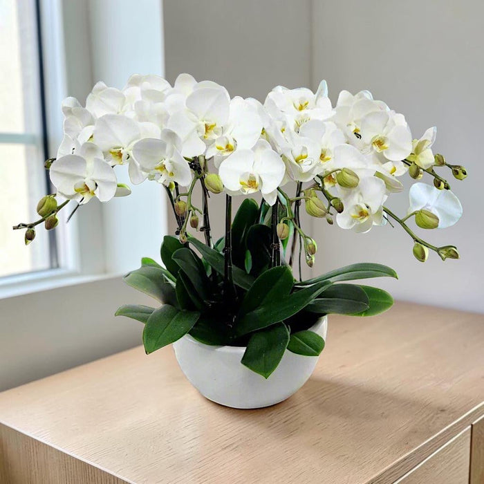 Luxury 8 Stem Orchid Plant for Grand Opening - Flower Delivery SG