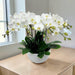 Luxury 8 Stem Orchid Plant for Grand Opening - Flower Delivery SG