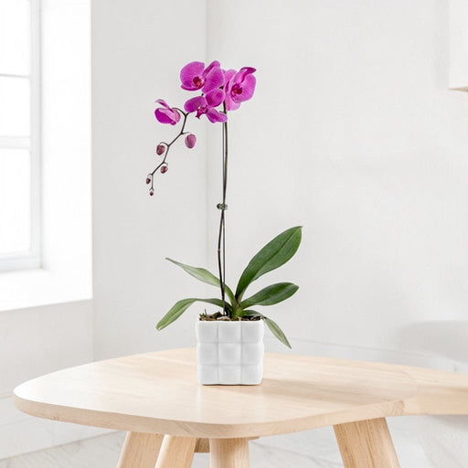 Phalaenopsis Plant with Square Marshmallow Pot - Purple Orchid SG