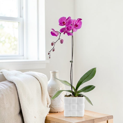 Phalaenopsis Plant With Square Marshmallow Pot - Flower Delivery Singapore - Well Live Florist
