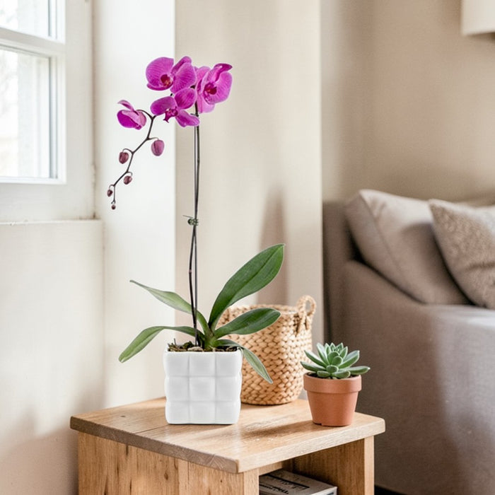 Phalaenopsis Plant With Square Marshmallow Pot - Flower Delivery Singapore - Well Live Florist