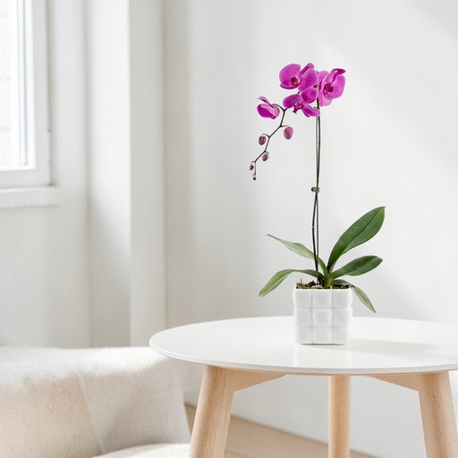 Phalaenopsis Plant With Square Marshmallow Pot - Flower Delivery Singapore - Well Live Florist