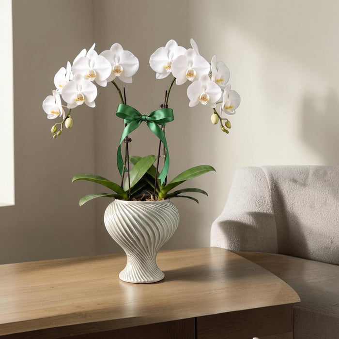 A potted white Phalaenopsis orchid with a green ribbon bow, displayed in a textured grayish green ceramic pot on a wooden table next to a beige armchair.