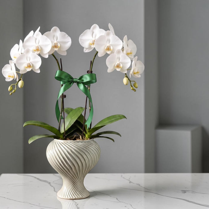 Twin potted white Phalaenopsis orchid plant with a green ribbon bow, displayed in a grayish green ceramic swirl pot on a marble surface against a gray background.