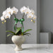 Twin potted white Phalaenopsis orchid plant with a green ribbon bow, displayed in a grayish green ceramic swirl pot on a marble surface against a gray background.