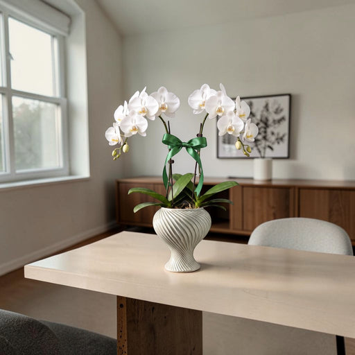 A white Phalaenopsis orchid plant with a green ribbon bow, displayed in a grayish green ceramic swirl pot on a light wood dining table in a modern, sunlit room.