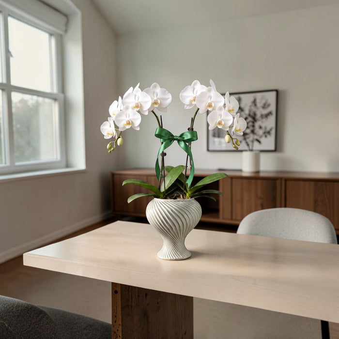 A white Phalaenopsis orchid plant with a green ribbon bow, displayed in a grayish green ceramic swirl pot on a light wood dining table in a modern, sunlit room.
