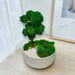 Evergreen Elegance - Preserved Moss Decoration - Flower Delivery Singapore - Well Live Florist