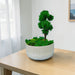 Evergreen Elegance - Preserved Moss Decoration - Flower Delivery Singapore - Well Live Florist