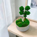 Evergreen Elegance - Preserved Moss Decoration - Flower Delivery Singapore - Well Live Florist