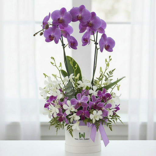 Lavender Orchid Dream - Purple and White Phalaenopsis Orchid Box