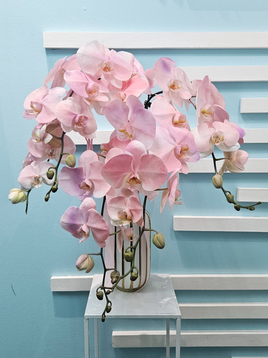 Orchid Odyssey - Flower In Vase - Phalaenopsis Orchid - Free Same Day Delivery - Well Live Florist