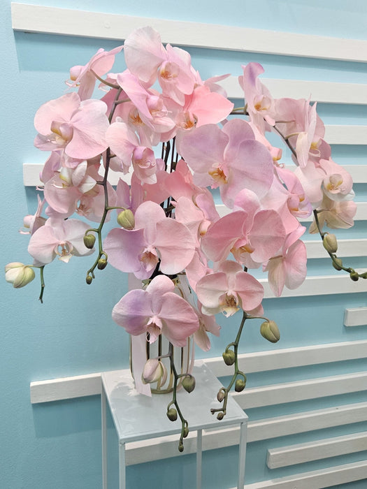 Orchid Odyssey - Flower In Vase - Phalaenopsis Orchid - Free Same Day Delivery - Well Live Florist