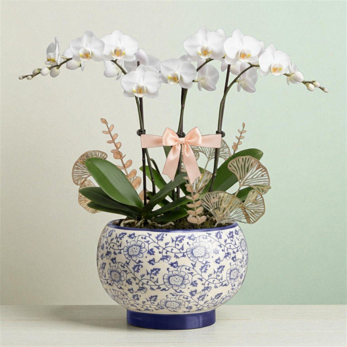 Phalaenopsis Elegance - Phalaenopsis Orchid Plant - Plant Delivery Singapore - Well Live Florist