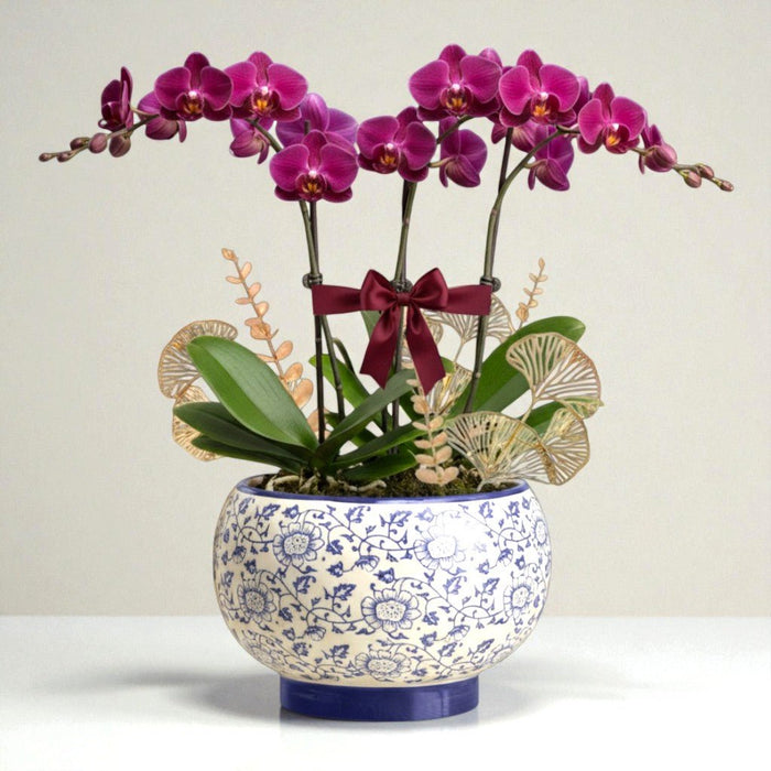 Phalaenopsis Elegance - Phalaenopsis Orchid Plant - Plant Delivery Singapore - Well Live Florist