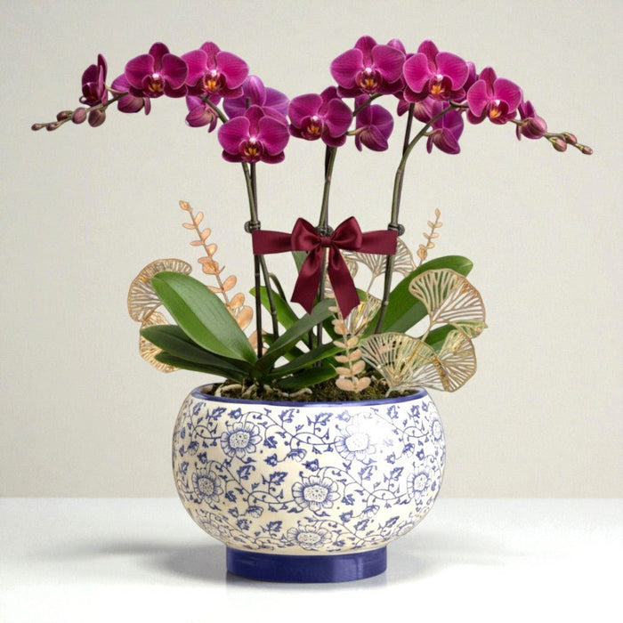 Elegant Porcelain Potted Orchid Gift - Same Day Delivery Singapore