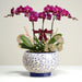 Elegant Porcelain Potted Orchid Gift - Same Day Delivery Singapore