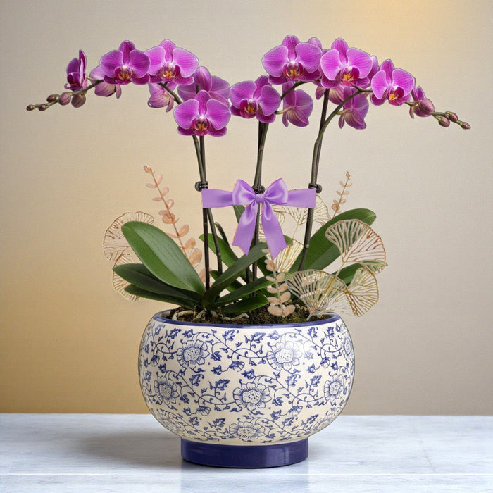 Phalaenopsis Elegance - Orchid Plant in Blue and White Porcelain Pot