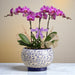 Phalaenopsis Elegance - Orchid Plant in Blue and White Porcelain Pot
