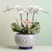 Premium Phalaenopsis Orchid Plant Singapore - Well Live Florist