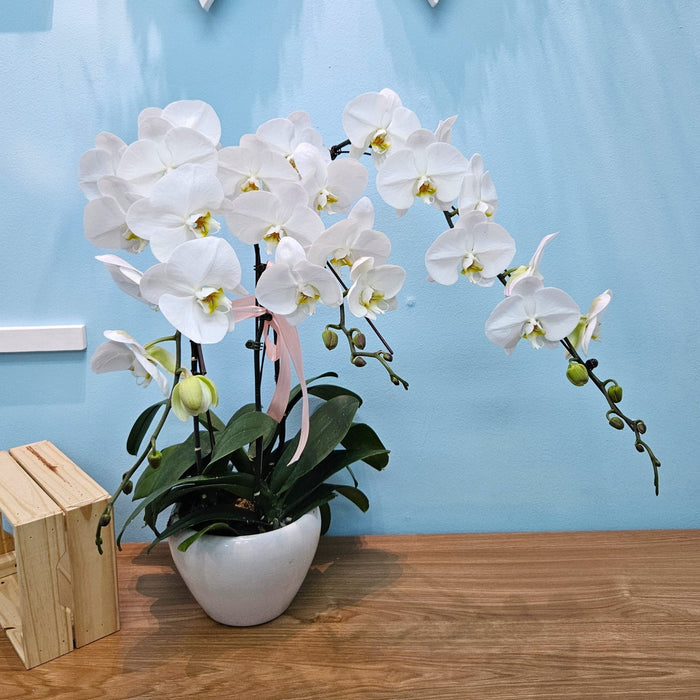 Phalaenopsis Orchid Plant - Plants - Orchid - Phalaenopsis - plant - Well Live Florist