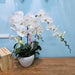 Phalaenopsis Orchid Plant - Plants - Orchid - Phalaenopsis - plant - Well Live Florist