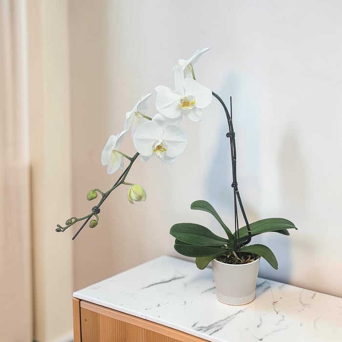 Single Stem Phalaenopsis Orchid Plant Gift - Same Day Delivery SG