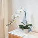 Single Stem Phalaenopsis Orchid Plant Gift - Same Day Delivery SG