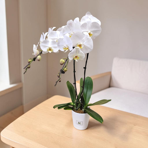 Phalaenopsis Orchid Plant in White Ceramic Pot - Flower Delivery Singapore