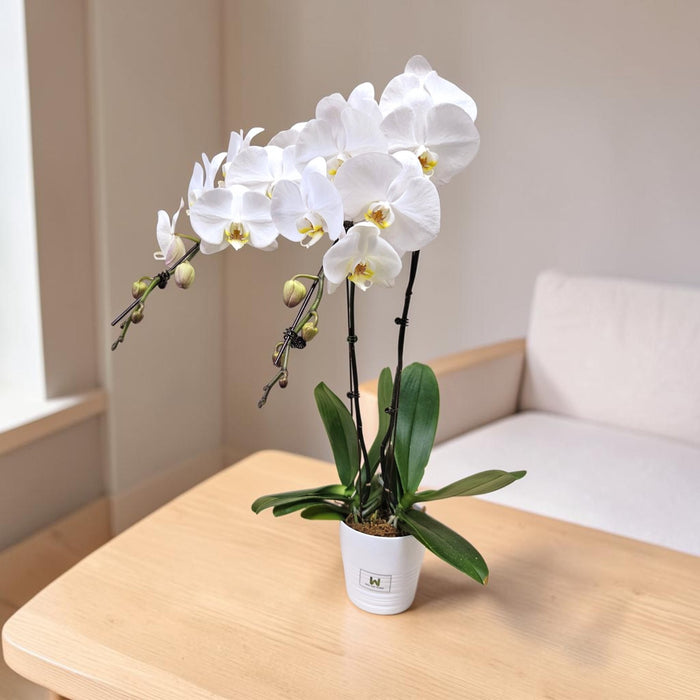 Phalaenopsis Orchid Plant in White Ceramic Pot - Flower Delivery Singapore