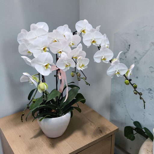 Fresh White Phalaenopsis Orchid Plant - Well Live Florist Singapore