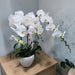 Fresh White Phalaenopsis Orchid Plant - Well Live Florist Singapore
