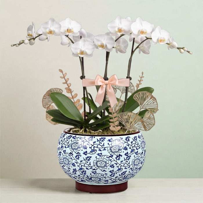 Phalaenopsis Elegance – Orchid Plant in Blue & White Porcelain Pot