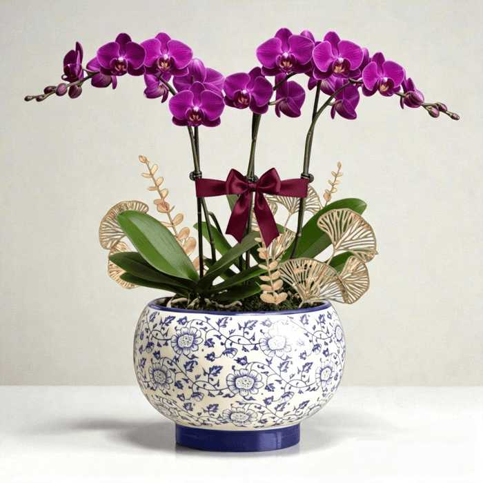 Phalaenopsis Elegance – Orchid Plant in Blue & White Porcelain Pot