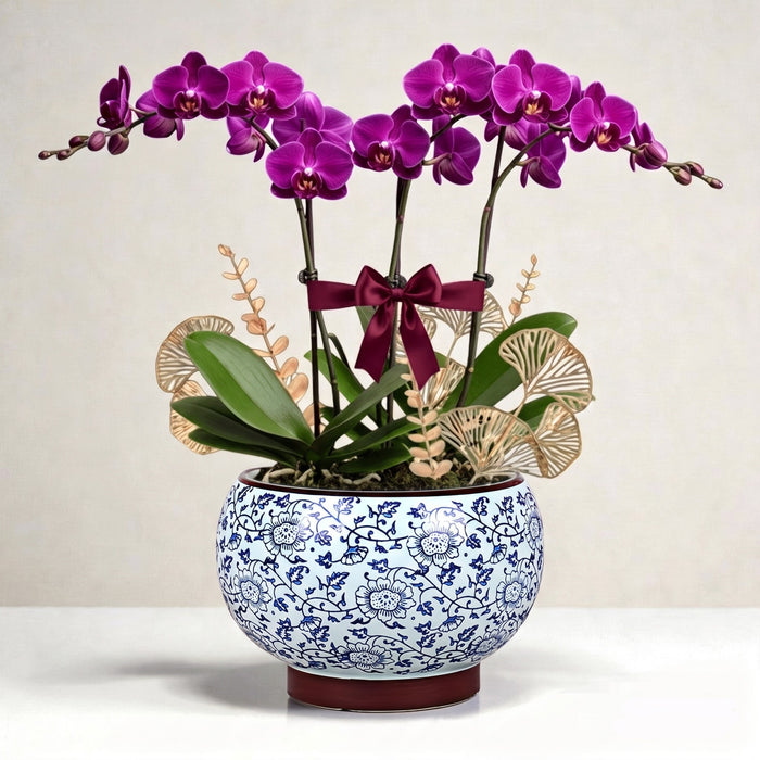 Phalaenopsis Elegance – Orchid Plant in Blue & White Porcelain Pot
