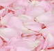 Fresh Pink Rose Petal (100g)