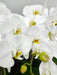 8 Stem Phalaenopsis Orchid Plant