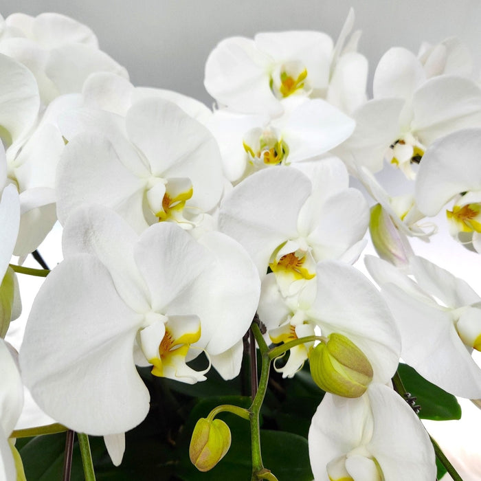 8 Stem Phalaenopsis Orchid Plant