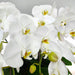 Phalaenopsis Orchid Plant, Plant delivery, orchid delivery, Flower delivery Singapore, florist Singapore, Well Live Florist