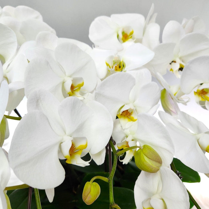 Multi-Stem White Phalaenopsis Orchid Display - Well Live Florist