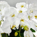 Multi-Stem White Phalaenopsis Orchid Display - Well Live Florist
